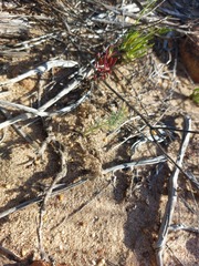 Pelargonium rapaceum