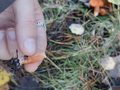 Lactarius aurantiacus