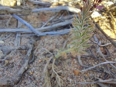 Pelargonium rapaceum