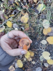 Lactarius aurantiacus