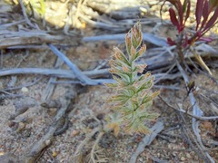Pelargonium rapaceum