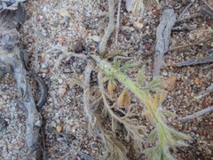 Pelargonium rapaceum