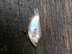 Trichopodus trichopterus