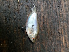 Trichopodus trichopterus