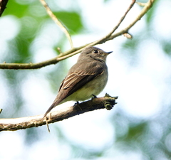 Muscicapa sibirica