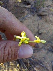Lyperia