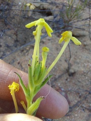Lyperia