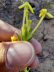 Lyperia