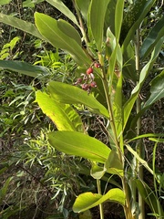 Alpinia
