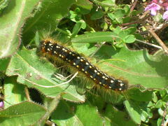 Eriogaster arbusculae