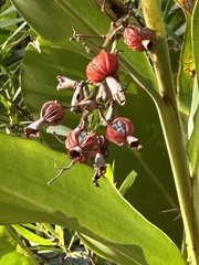 Alpinia