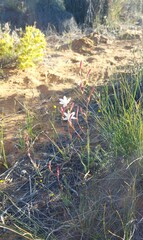Hesperantha