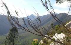 Ursinia paleacea