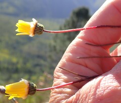 Ursinia paleacea