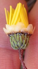 Ursinia paleacea