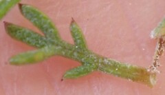 Ursinia paleacea