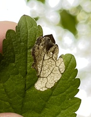 Metallus lanceolatus