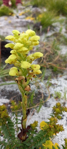 Image of Disa sabulosa by (c) Adele SL, some rights reserved (CC BY)