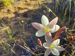 Hesperantha