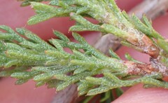 Ursinia paleacea