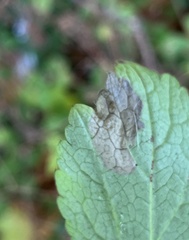 Metallus lanceolatus