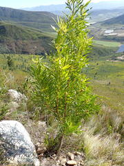 Leucadendron eucalyptifolium