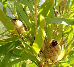 Leucadendron eucalyptifolium