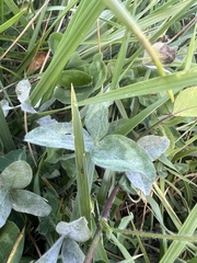 Erysiphe trifoliorum