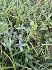 Erysiphe trifoliorum