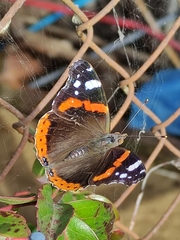 Vanessa atalanta