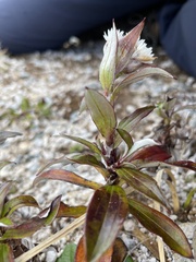 Anaphalioides trinervis