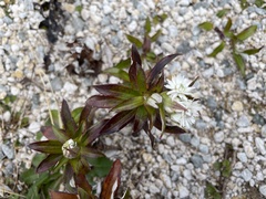 Anaphalioides trinervis