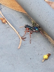 Diamma bicolor