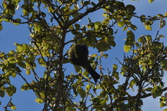 Anthornis melanura melanura