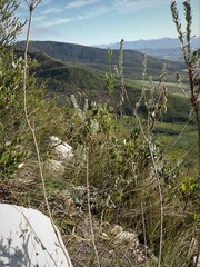 Schistostephium umbellatum