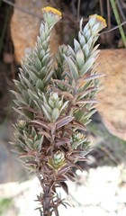 Schistostephium umbellatum