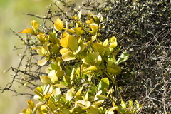 Ileostylus micranthus