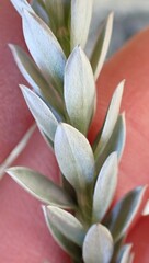 Schistostephium umbellatum