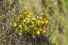 Ileostylus micranthus