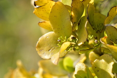 Ileostylus micranthus