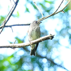 Muscicapa sibirica