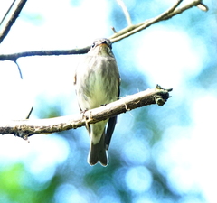 Muscicapa sibirica