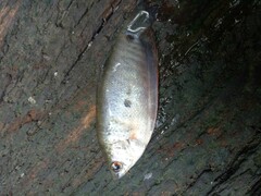 Trichopodus trichopterus