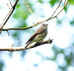Muscicapa sibirica
