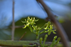 Ileostylus micranthus