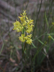 Glischrocaryon behrii