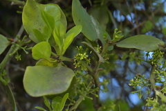 Ileostylus micranthus