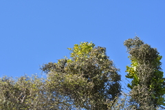 Ileostylus micranthus