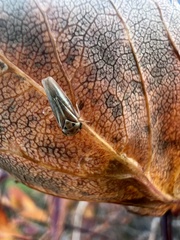 Balcanocerus crataegi