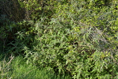 Urtica ferox